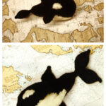Orca Whale Amigurumi Free Knitting Pattern
