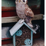 Tawny Owl Free Knitting Pattern