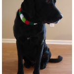 Festive Dog Collar Sleeve Free Knitting Pattern