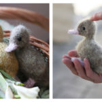 Lucky Duckling Free Knitting Pattern