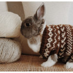 Bunny Hug Free Knitting Pattern