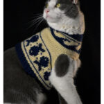 Fishing for Compliments Cat Sweater Free Knitting Pattern