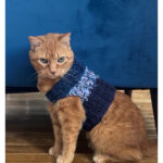 Sid Sweater for Pets Free Knitting Pattern