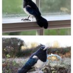 Magpie Bird Free Knitting Pattern