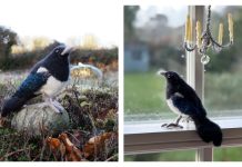 Magpie Bird Free Knitting Pattern